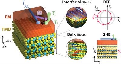 Spin-Orbit Torques in Transition Metal Dichalcogenide/Ferromagnet Heterostructures